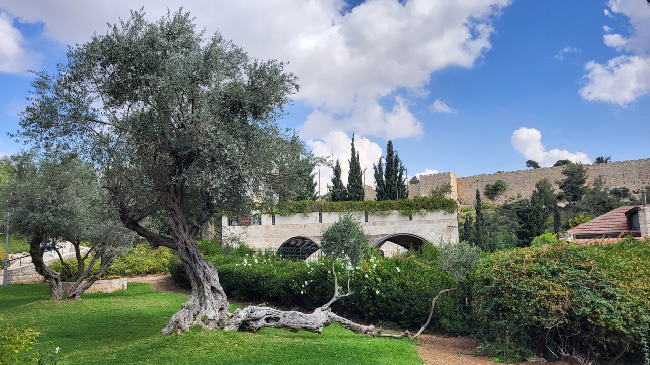 Olivenbaum-Mauer-Jerusalm